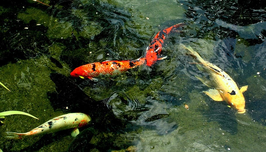 HD wallpaper: photography of two coi fish, brocade carp, koi, swim ...