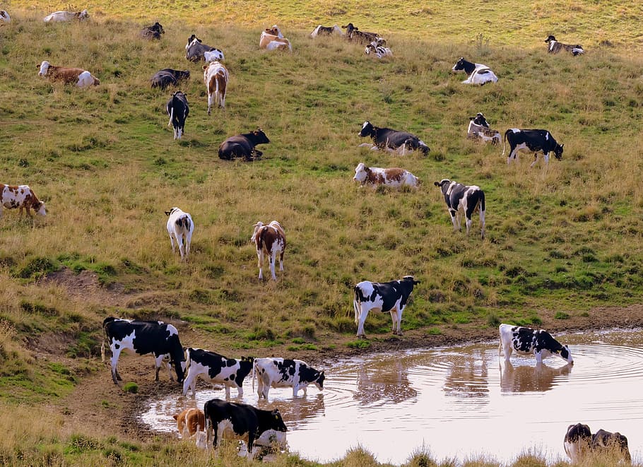 herd, drink, cow, pasture, prato, animals, bovino, mountain, HD wallpaper