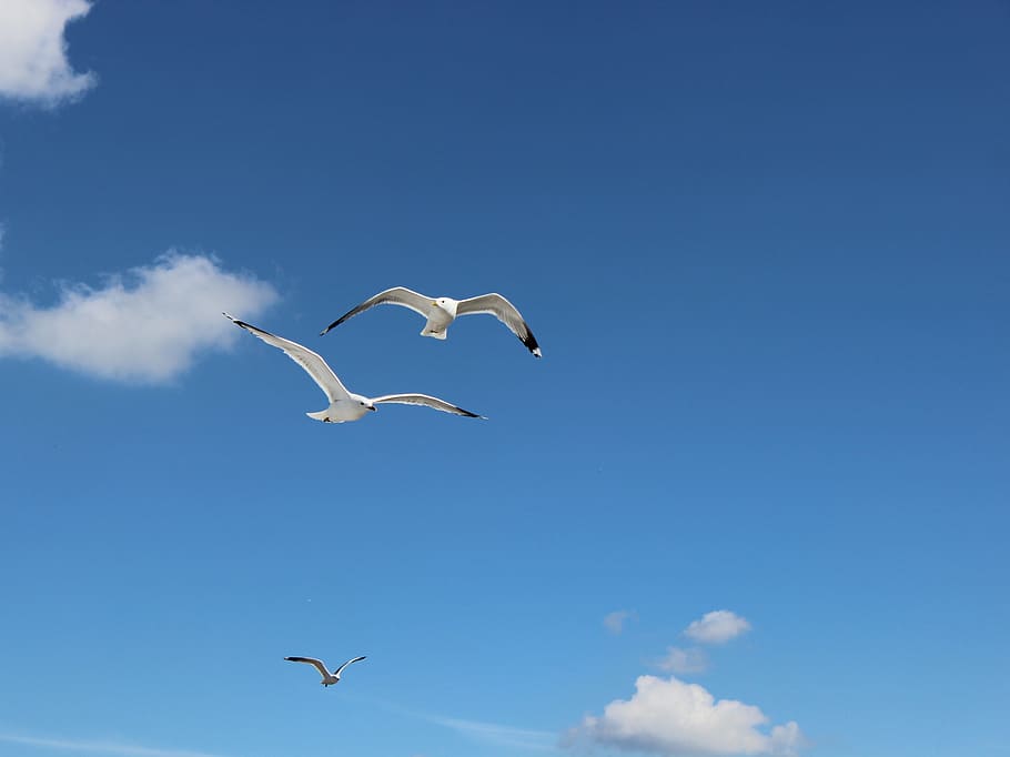 Wallpaper flight, wings, seagird, white, seagull desktop wallpaper, hd  image, picture, background, 47f2c3 | wallpapersmug