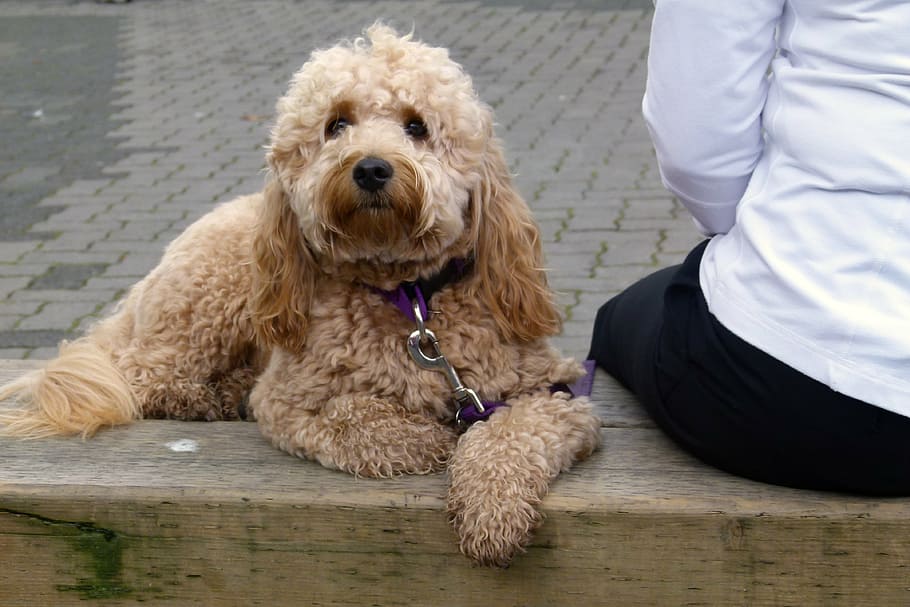 curly-coated brown dog, sitting, bench, pet, canine, domestic HD wallpaper