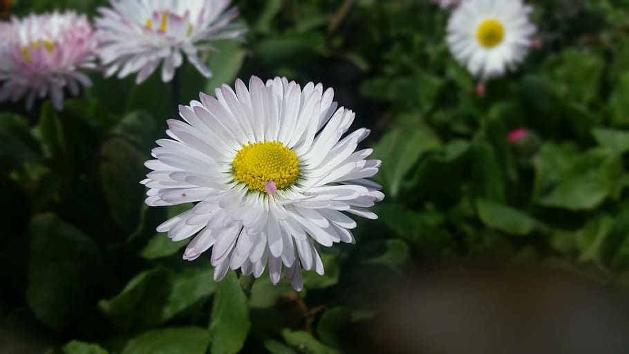 daisy, flower, flowers, flowering plant, freshness, petal, fragility HD wallpaper