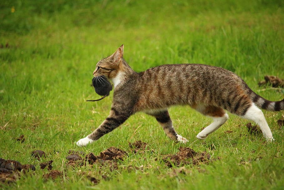 Cat, Kitten, Mackerel, mieze, domestic cat, tiger cat, prey HD wallpaper