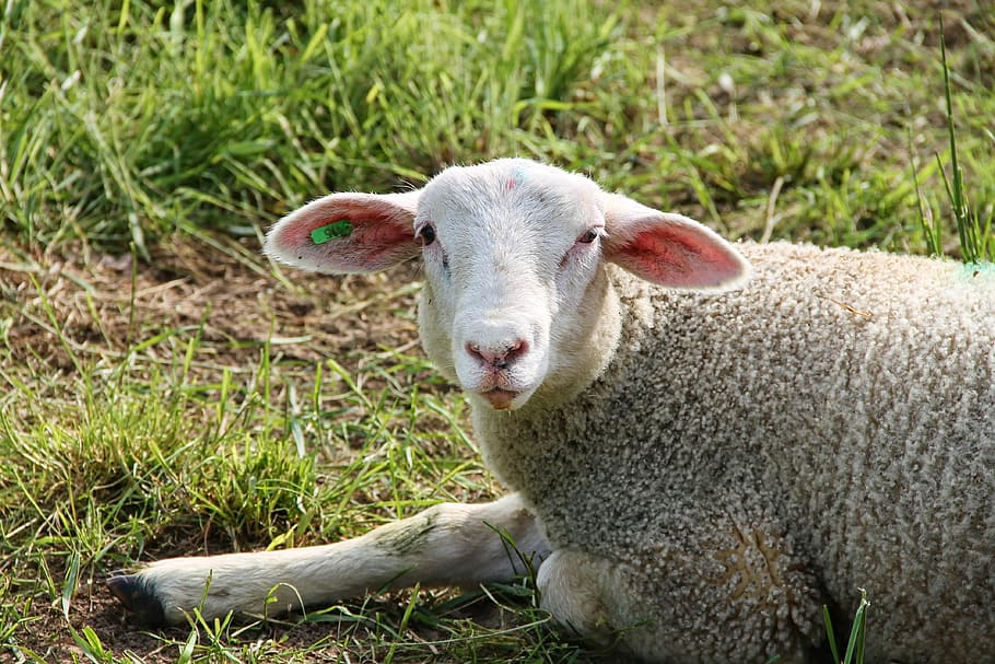 lamb, sheep, schäfchen, wool, juvenile, young, pasture, meadow HD wallpaper
