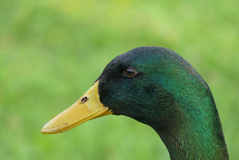 green head duck, drake, bill, feather, bird, animal, duck bird HD wallpaper