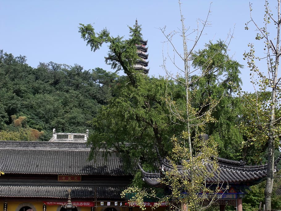Temple, Buddha, Tower, Asia, buildin, religion, buddhism, travel HD wallpaper