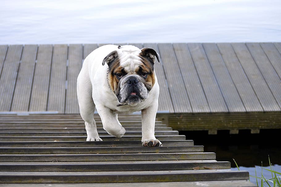 Jetty, River, Ems, Water, Lower Saxony, emsland, bulldog, male HD wallpaper