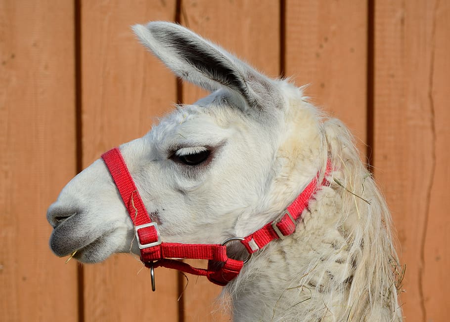 lama, lama head, face, portrait, livestock, mammal, furry, one animal HD wallpaper