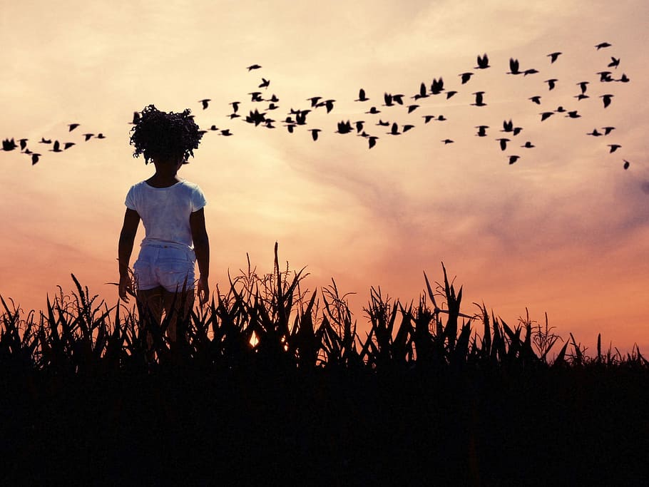 girl standing on silhouette of grass watching birds during golden hour, HD wallpaper