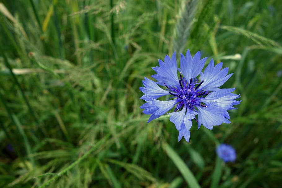 Cornflowers, Blue, Corn, Nature, landscape, plants, fields HD wallpaper