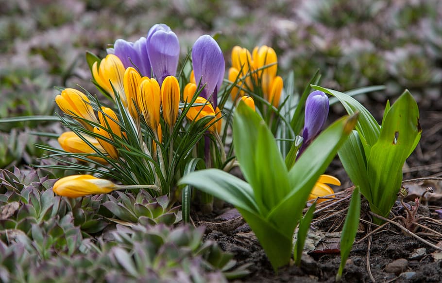 flowers, crocuses, spring, greens, purple, blue, yellow, nature HD wallpaper