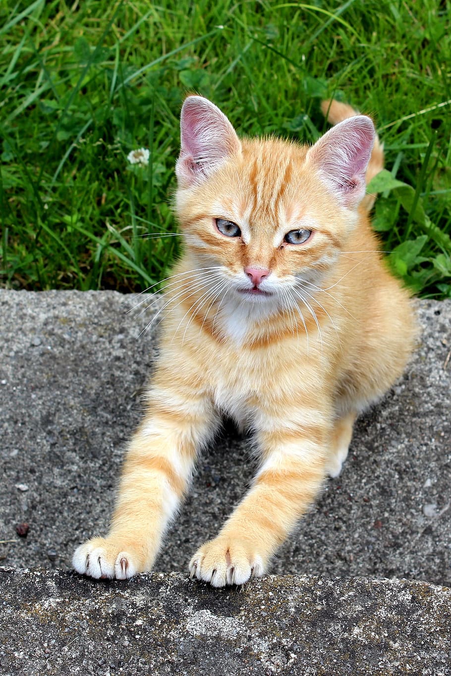 Cat, Kitten, Cub, Hairy, Pet, red, mammal, kitty, small, cute HD wallpaper