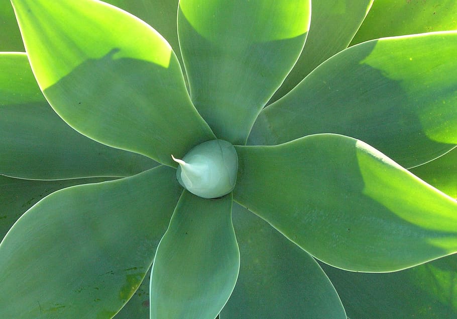 Agave, Plant, Succulent, Leaf, Botanical, botany, garden, tequila HD wallpaper