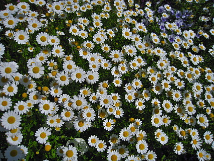 daisy, margaret, countless, gregariousness, one side, flower garden HD wallpaper