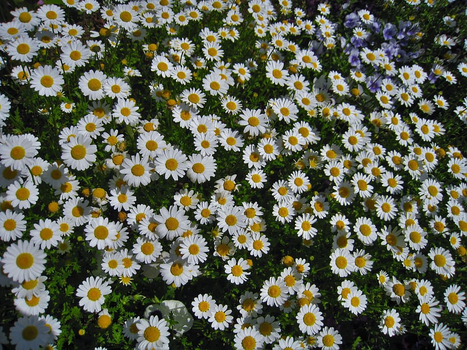 Hd Wallpaper Daisy Margaret Countless Gregariousness One Side Flower Garden Wallpaper Flare