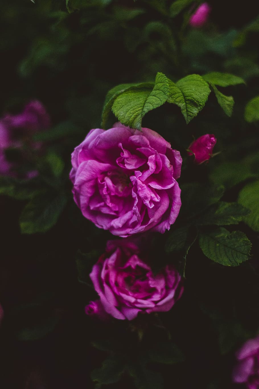 nature, flowers, petals, blur, bloom, blooming, blossom, close-up HD wallpaper