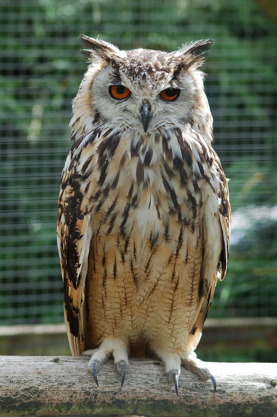 white and brown owl on the branch, Eagle Owl, Bird Of Prey, bengalese eagle owl