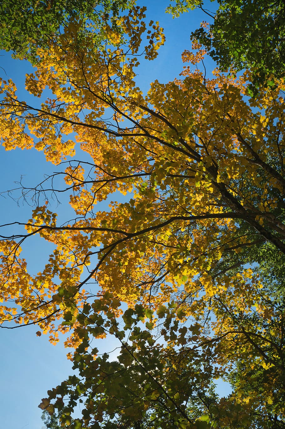 colors, fall, red, forest, nature, red color, colors fall, autumn landscape HD wallpaper