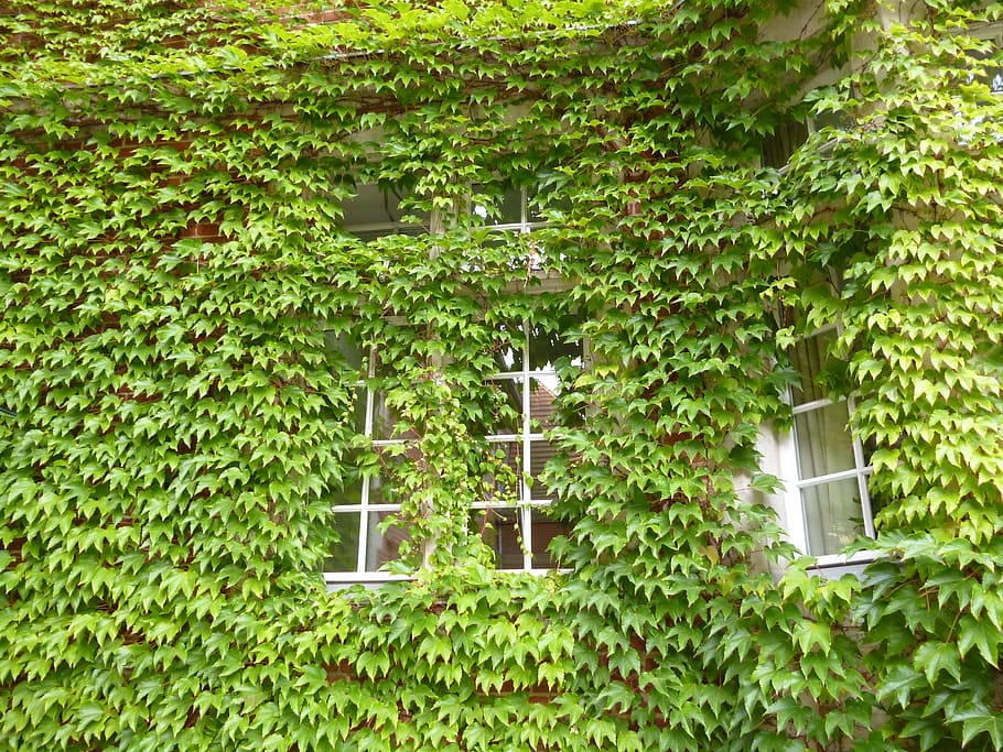 vine, window, home, plant, growth, green color, plant part HD wallpaper