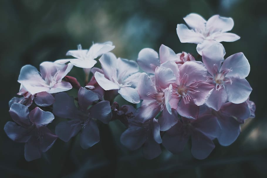 selective focus photography of white-and-pink petaled flowers, white and pink flowers HD wallpaper