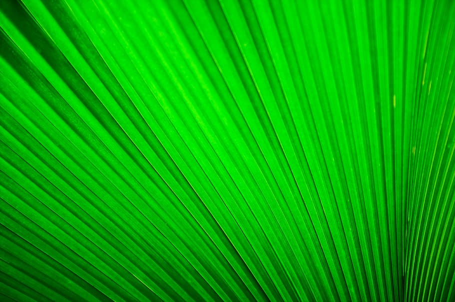 green pleated textile, green pinstripe textile, pattern, leaf HD wallpaper
