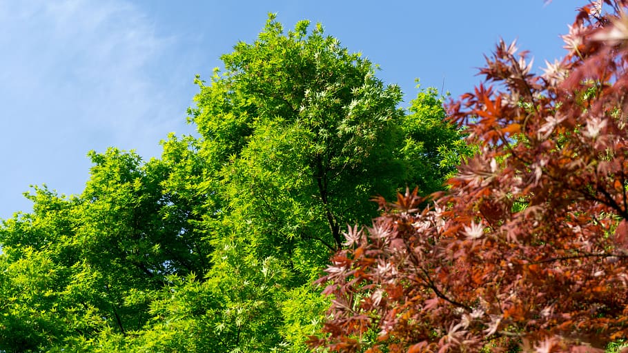 green, nature, tree, leaf, park, plant, green color, no people HD wallpaper