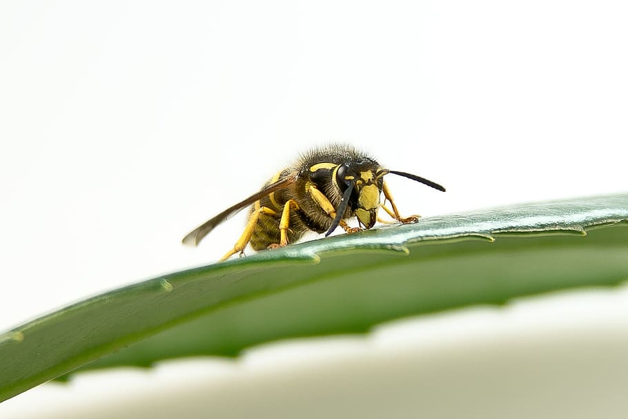 wasp, insect, close, macro, summer, sting, leaf, yellow, nature HD wallpaper