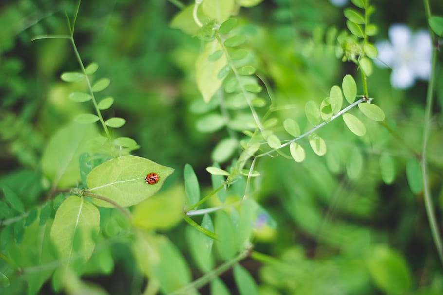 ladybug, leaves, plants, green, nature, leaf, plant part, green color HD wallpaper