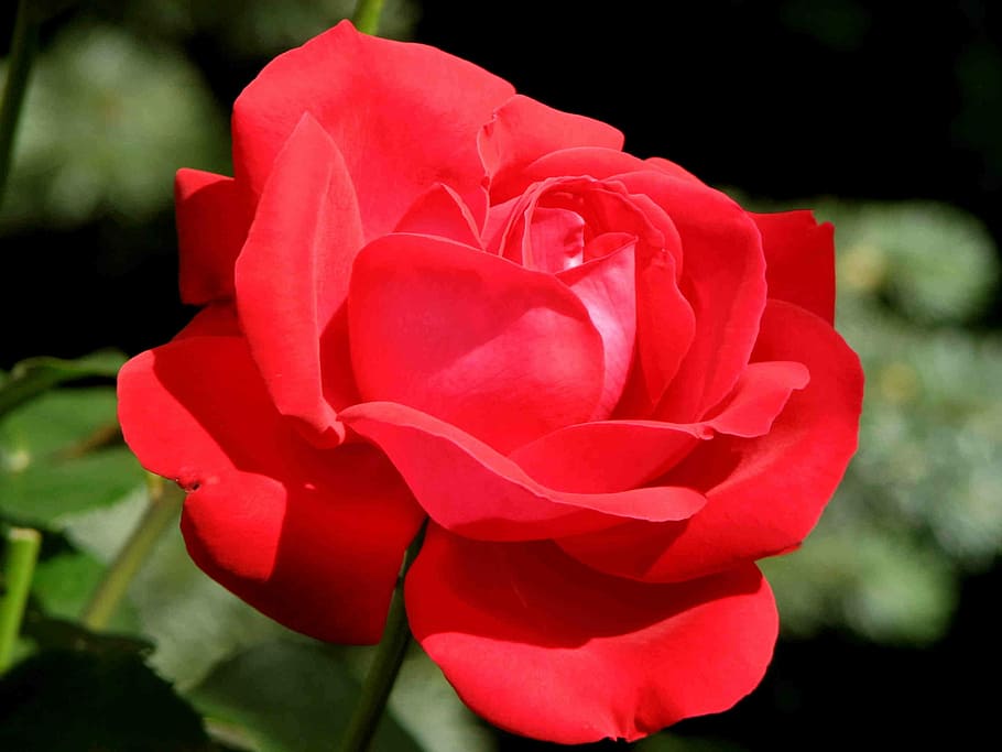Rose, Red, Blossom, Bloom, Love, beautiful, scent of roses HD wallpaper