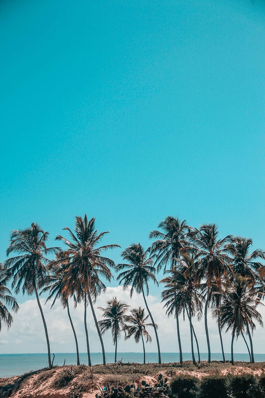 tall green coconut trees during daytime, palm tree, ocean, sea HD wallpaper