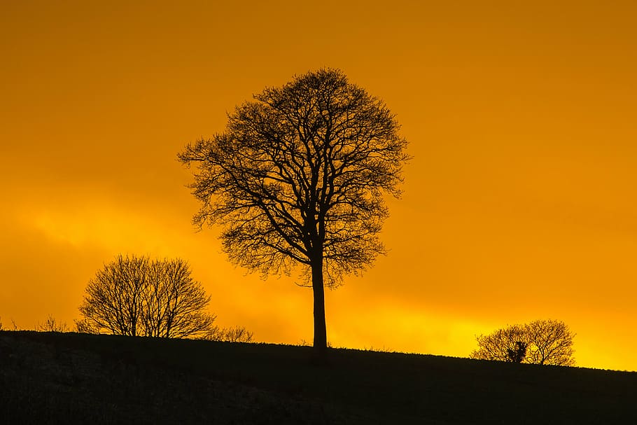 silhouette of trees, in the evening, plant, sky, sunset, orange color HD wallpaper