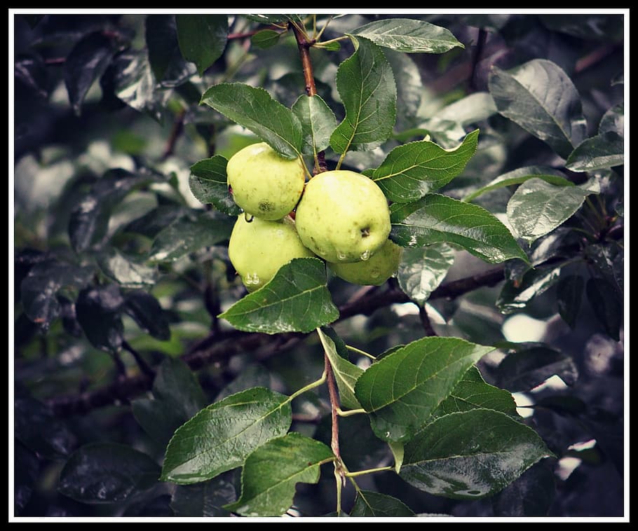 wild, apples, tree, fruit, green, fresh, leaf, plant part, growth HD wallpaper
