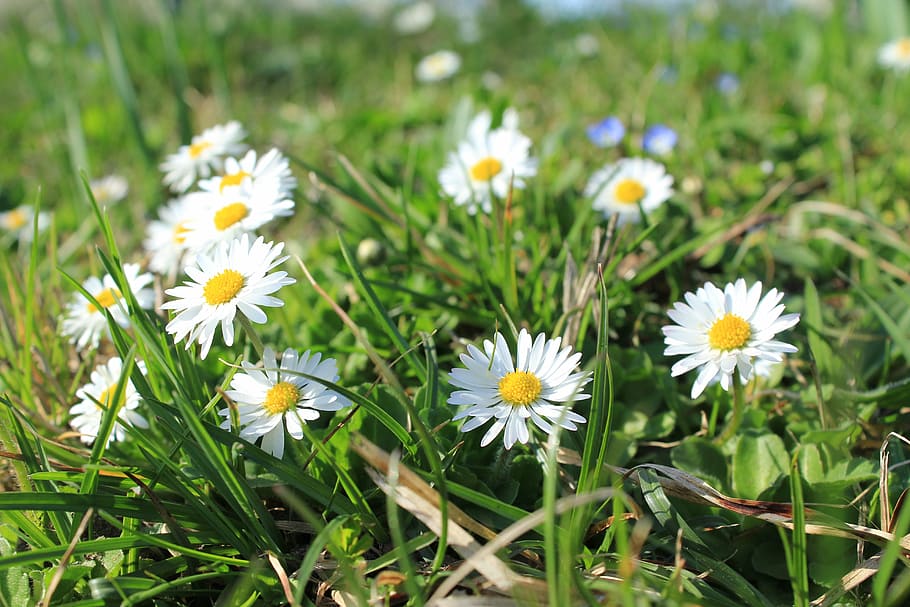 daisy, meadow, flowers, nature, grass, summer, springtime, plant HD wallpaper