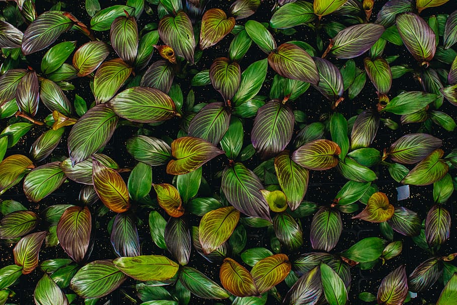 flat lay photography of green leaf plant, green-and-maroon plant HD wallpaper