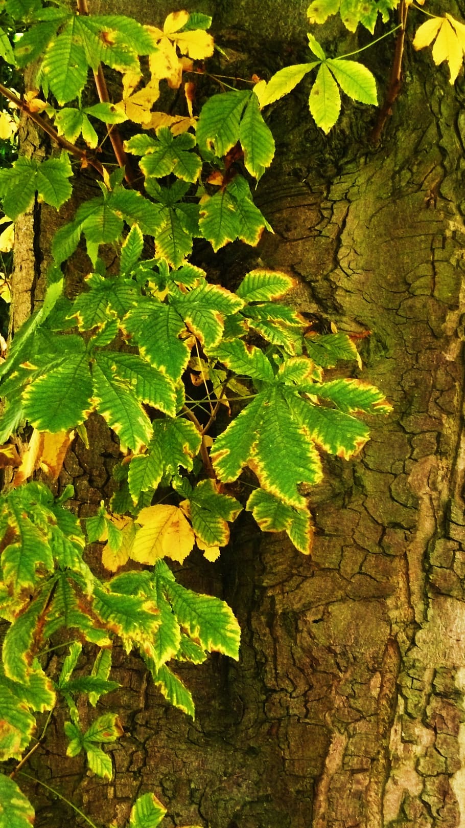 Trees, Leaves, Woods, Trunks, Brown, woody, wooden, leafy, green HD wallpaper