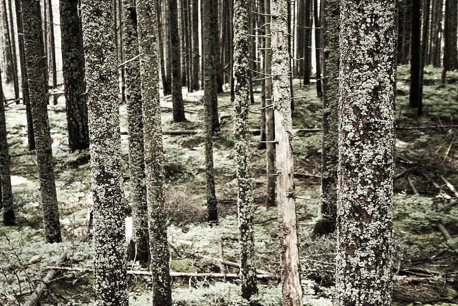 Trees, Forest, Trunks, Bark, Lichen, environment, fungus, algae HD wallpaper