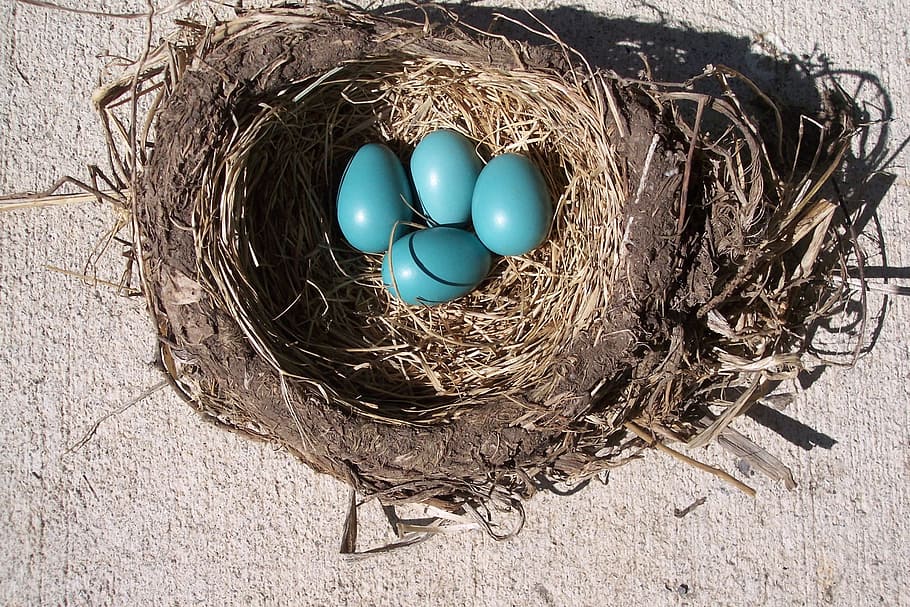 four blue eggs on brown nest, bird, robin, birth, spring, life HD wallpaper