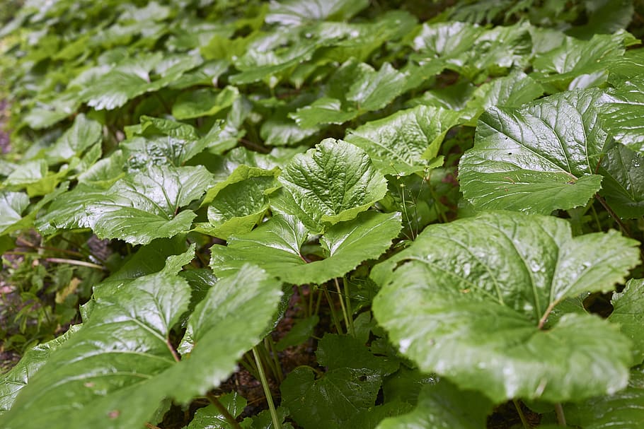 burdock, foliage, green, nature, forest, slovakia, leaf, green color HD wallpaper