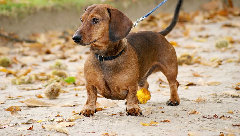 Dog, Dachshund, animal, pets, brown, canine, cute, purebred Dog HD wallpaper