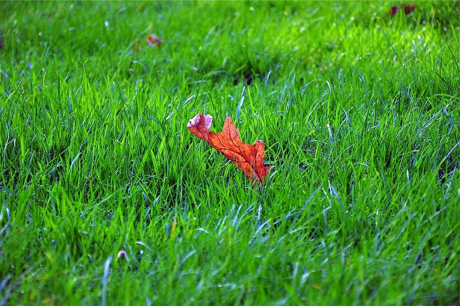 photo of maple leaf on grass, red, green, field, green color HD wallpaper