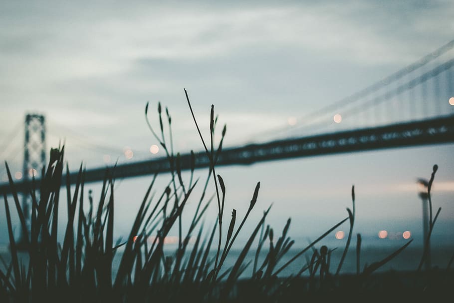silhouette of grasses, silhouette photo of Golden Gate Bridge, California HD wallpaper
