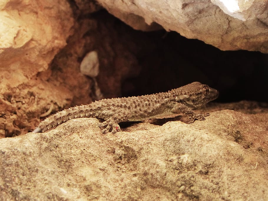 gecko, dragon, lizard, rocks, reptile, vertebrate, animal themes HD wallpaper