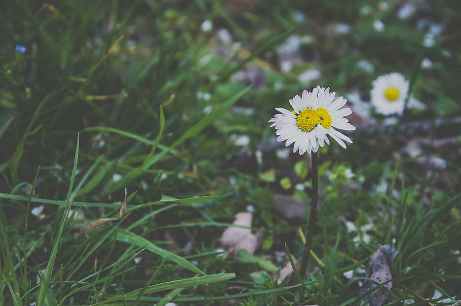 white petaled flowers macro photography, green, grass, nature HD wallpaper