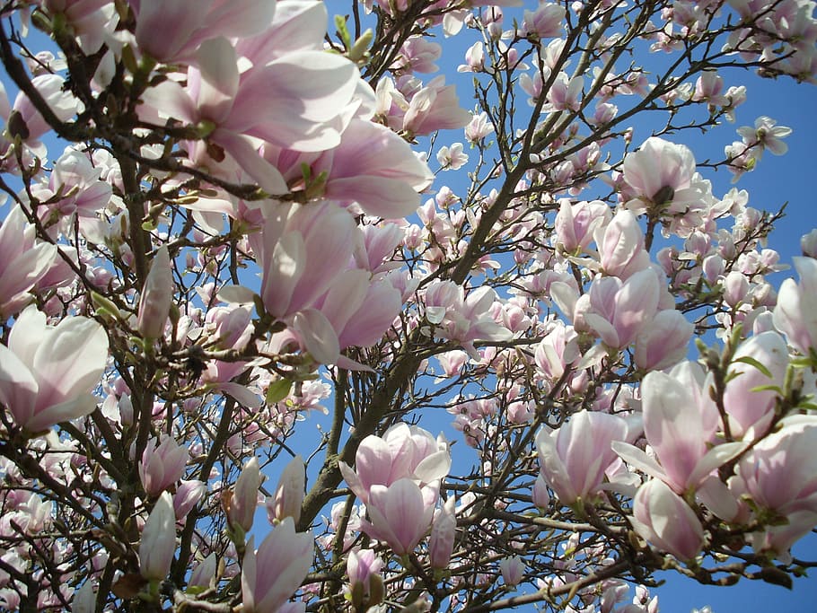 Spring, Bloom, Blossom, Live, live new, signs of spring, obstlüten HD wallpaper