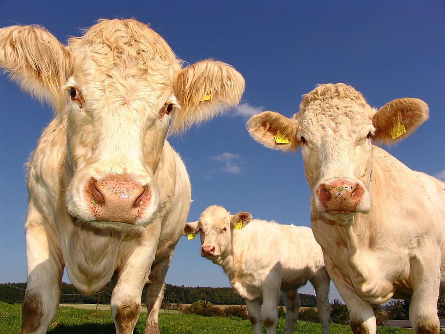photography of three white cattles under white cloud blue skies HD wallpaper