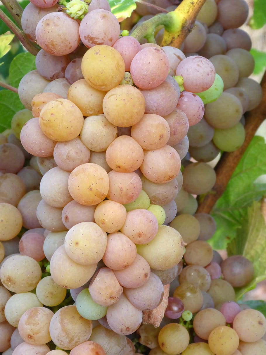 Grapes, Vineyard, White Wine, Pinot Gris, fruit, berry, winegrowing, HD wallpaper