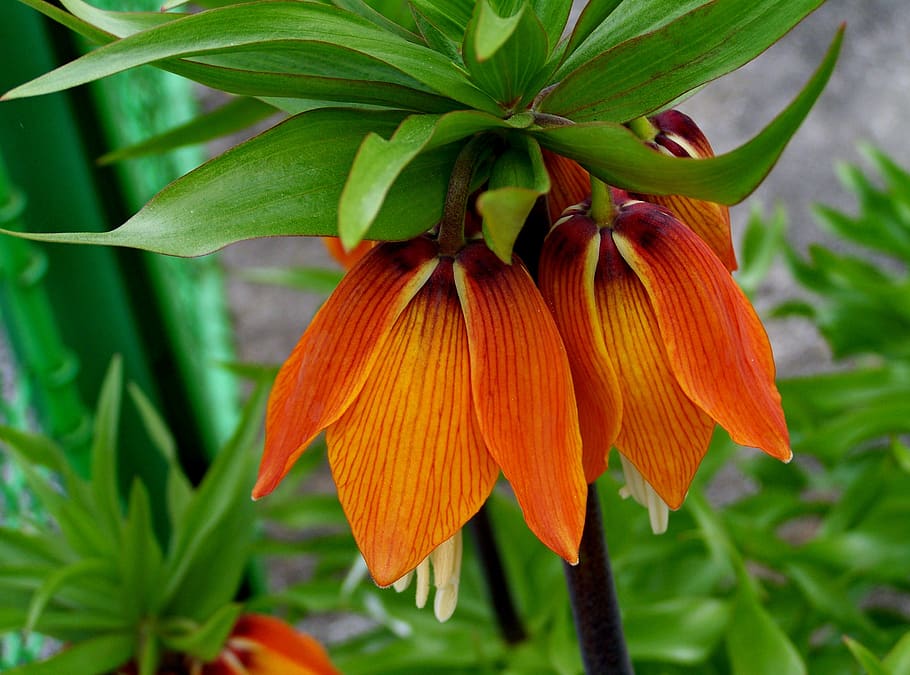 emperor's crown, lily, plant, leaf, growth, plant part, flower HD wallpaper