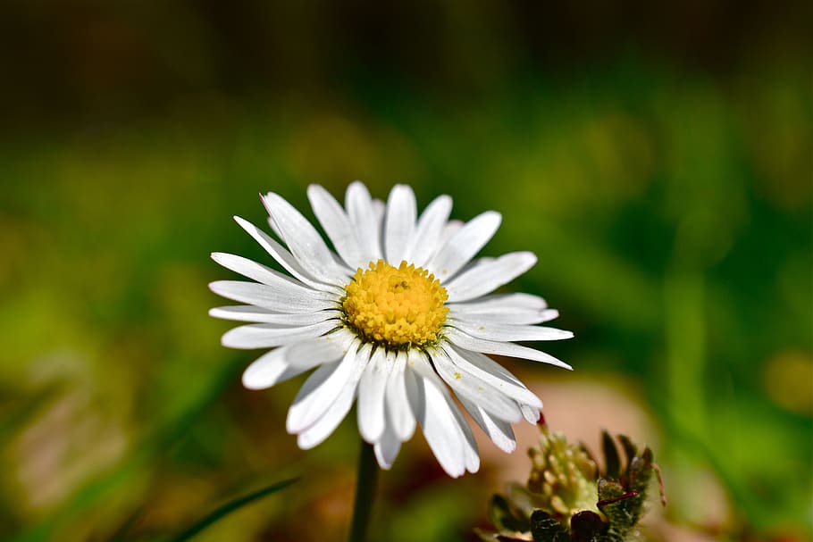 flower, daisy, petals, spring, flowering plant, freshness, fragility HD wallpaper