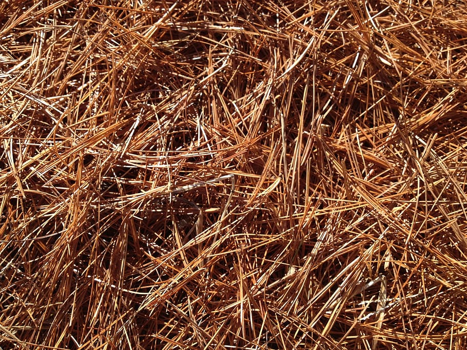 pine needles, carpet, fall, forest, leaves, plant, texture, HD wallpaper