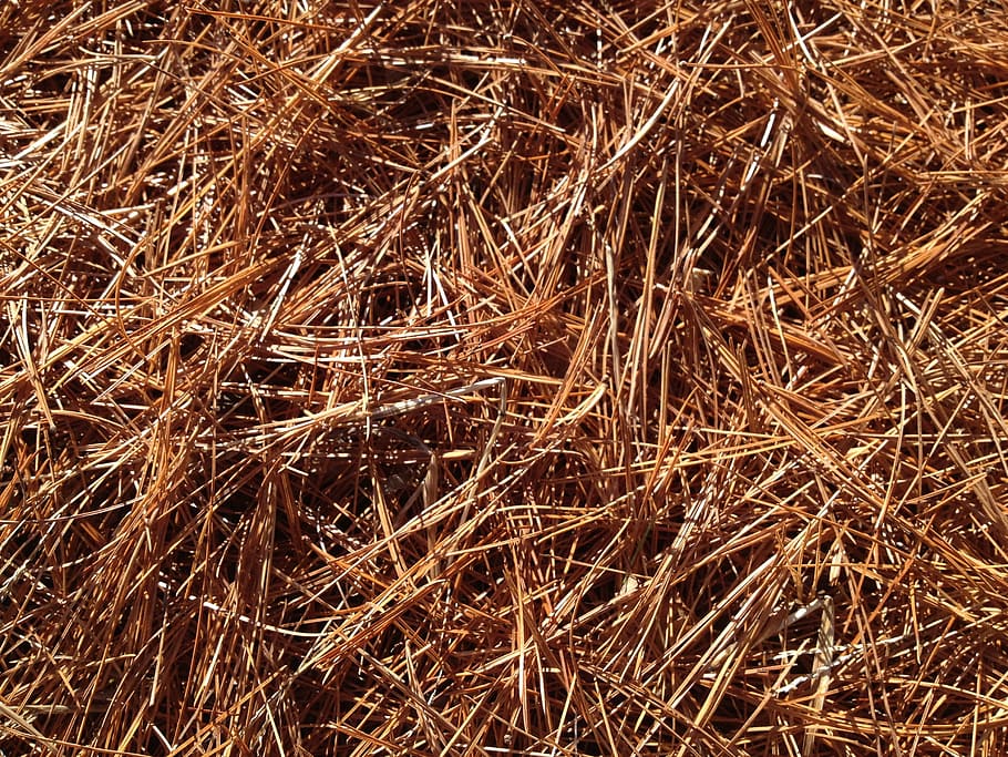 pine needles, carpet, fall, forest, leaves, plant, texture HD wallpaper