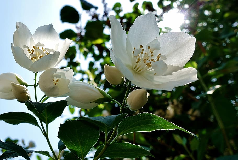 closeup photo of white petaled flowers, jasmin, spring, blossom HD wallpaper